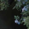 山井 - 繁华梦