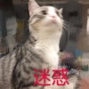Mnita、倾邪君 - 应思量