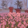 小夕兮、小可 - 执迷不悟