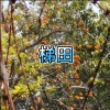 米米 - 奢饰品 (串烧DJ版)