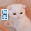 黑猫 - We don't talk anymore
