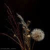Gonzalez (Mx) - Diatlov (Original Mix)