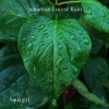 Aquagirl - Suburban Forest Rain 1