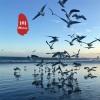晓川、虞姬、圈妹、小奶瓶 - 骏马奔平川 (DJ版)