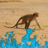 XS - WHOLE LOTTA MONKEYS (Explicit)