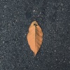 苏可可、圈妹 - 秋天的第一杯奶茶