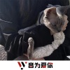 颜66、虞姬、圈妹、小奶瓶 - 口哨战车 (DJ版)