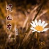 诗人凉、语音表哥 - 观望的烟火
