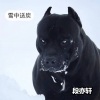 段亦轩 - 不一定温柔 (DJ版)