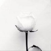 Tommee Profitt、Fleurie、Mellen Gi - In The End (remix：Mellen Gi)