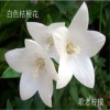 歌者柠檬 - 白色桔梗花