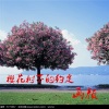 一K先生 - 樱花树下的约定
