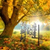羽神 - 梧桐树的重逢
