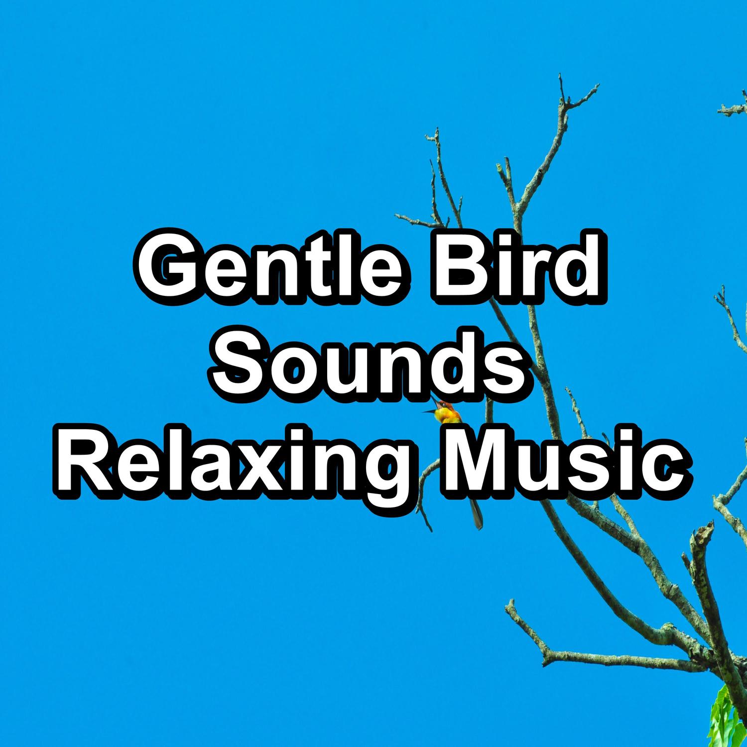 Nature Sounds、Nature、Animal and Bird Songs - Rest Bird Sounds For Studying Peaceful For Meditation