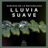 Lluvia del Bosque - Sonidos de la Naturaleza: Lluvia Suave, Pt. 01