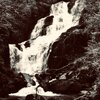 Phantom - hidden in the woods