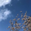 柯八新、圈妹、小可、小奶瓶 - ДевочкаЛето