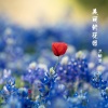 沐烟清 - 美丽的花园