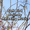 Sleep Sounds、Sleep Sound Library、Thunderstorm Sleep《Ambient Nature Sounds Ambience Sounds To Loop for 24 Hours》[MP3/LRC]