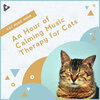 Cat Music Hour - Soft Ambience in the Forest