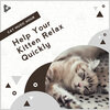 Cat Music Hour - Relaxing Piano for Anxiety