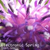 Robert Carollo - Electronic Spring (Instrumental Version)