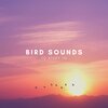 Natural Sounds、Natural Sounds Selections、Zen Sounds - Intro