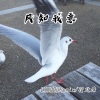 LINGDURemix、花北席 - Right On Time (Remix)