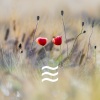 Humble Deep Noisy Tones ASMR Sounds - Humble Soft ASMR Noisy Tone