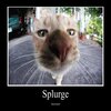 imcreased、Zachary Johnson、LilEffort - Splurge :3 (Explicit)