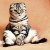 GurtyBeats、dyalla - The Cat Strut