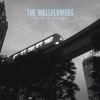 The Wallflowers - One Headlight