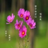 安卿尘、疯晓沫 - 雪中待君归 (唱腔版)
