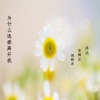 安卿尘、沐北、疯晓沫 - 为什么选择离开我