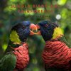 Natural Sounds Selections、Zen Sounds、Nature Sound Collection - Exotic jungle birds