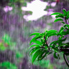 Nature Therapy、Rain Sounds、The Rain Library - Drizzling Sounds