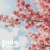 Sumshine夏阳 - 风儿吹