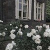 陈洛菲 - 都市丽人生存报告