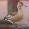 Stan Tristan - Coastal Voice Bml