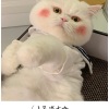 明历MUSIC、上官静 - 留我单枪匹马对抗孤独