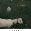 明历MUSIC、上官静 - 不愠不火不冷不热