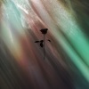 Eleonora、Alberth - Open Sky