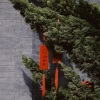 轻松纯音乐 - 睡眠与学习-白噪音-森林里的声音-虫鸣和鸟叫2