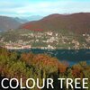Colour Tree - A World of Dreams