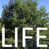 Life - A Dark Rain Falls
