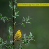 Nature Therapy、Nature Ambience、Nature Recordings - Ambiance and Sounds of a Typical Summer Night in the Country Side
