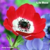 Charly Sunflower、Chris Johnson - Labyrinth