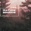 Natural Sounds Selections、Zen Sounds、Nature Sound Collection - Forest Background Sounds