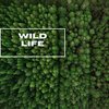 Natural Sounds Selections、Zen Sounds、Nature Sound Collection - Raining In The Forest