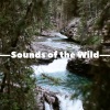 Nature Therapy、Cascada de Lluvia、Naturgeräusche - Ambiance and Sounds of a Typical Summer Night in the Country Side